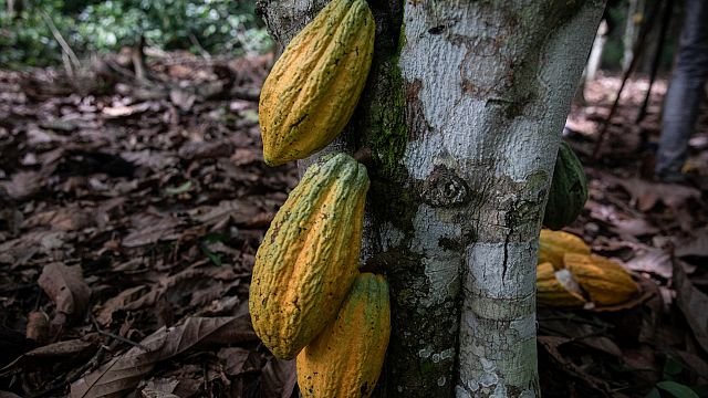 Cocoa: Ghana slashes farmgate rate paid to farmers