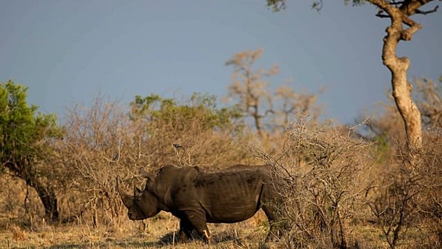 Rhino poaching in South Africa’s Kruger park doubles despite national drop