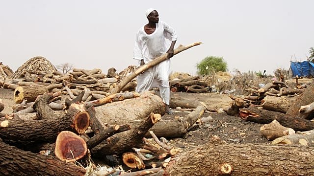 War devastates Sudan’s ancient acacia forest, threatening ecosystem