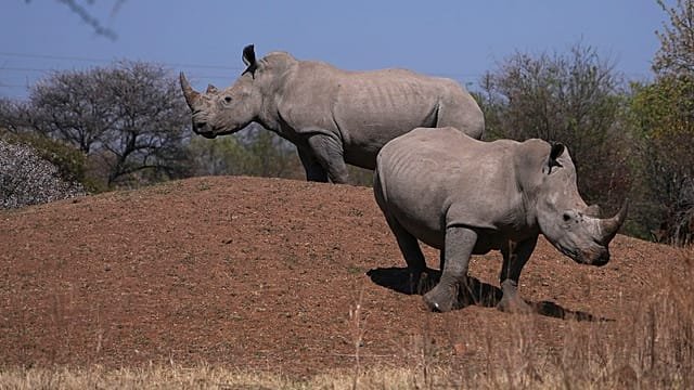 South Africa reports 16% drop in rhino poaching for 2025