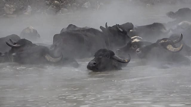 Turkey: Unusual footage shows water buffaloes soaking in hot springs