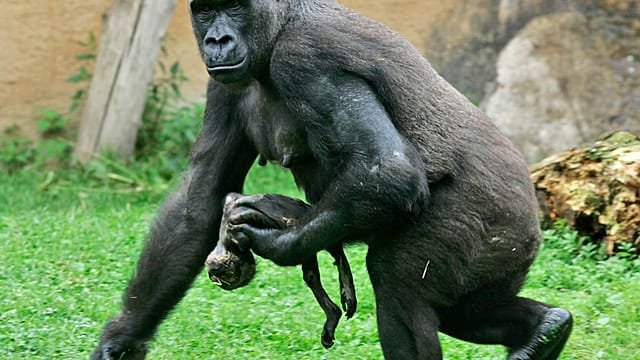 Second set of rare gorilla twins born in DR Congo reserve Goma, DR Congo