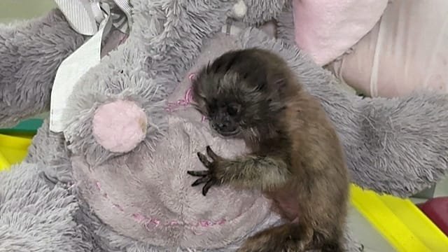 Colombia: Baby grey titi monkey gets cuddly ‘mum’ ahead of return to wild