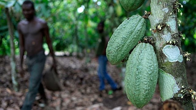 Ivory Coast cocoa producers suffer amid global price fall