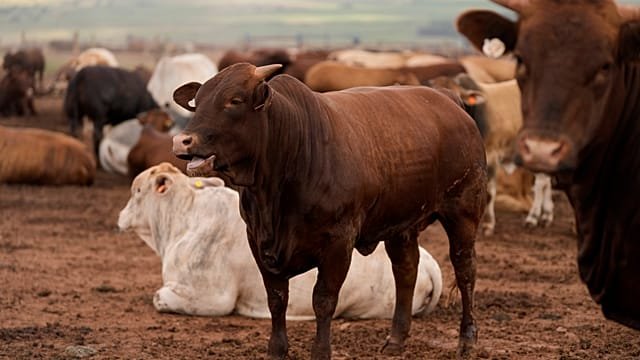 South African farmers reeling from foot-and-mouth disaster