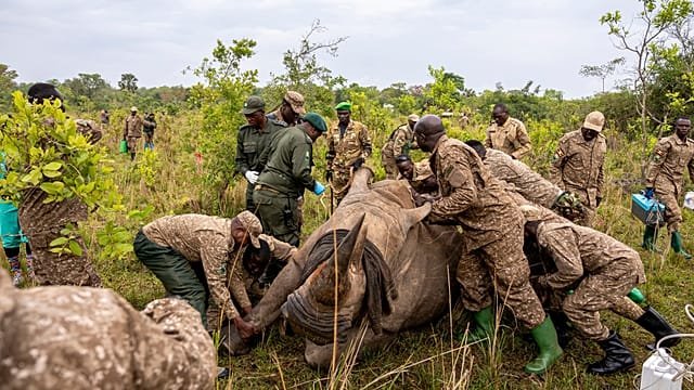 Uganda: Rhinos return to Kidepo Valley Park for first time since 1983