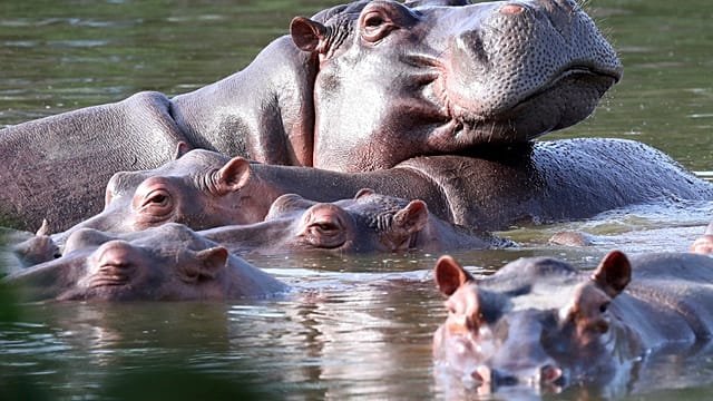 Colombia approves culling plan as Escobar’s Hippos become environmental threat
