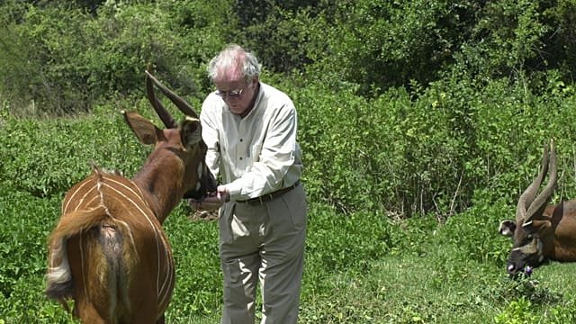 Rare mountain bongos return to Kenya