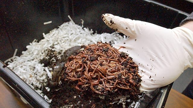 Vermicomposting: The tiny worms transforming Kenyan farms