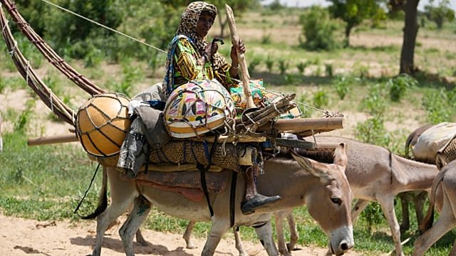 Nigerian, Beninese militias kill dozens of Fulani herders in border raid