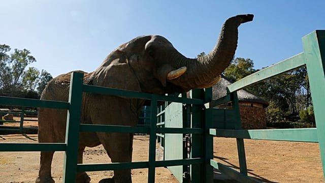 South Africa zoo elephants’ ‘depression’ case goes to court
