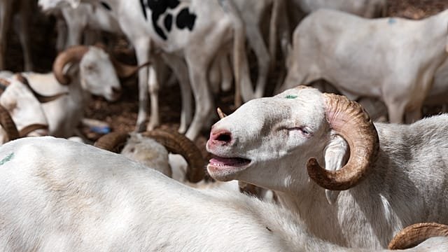 Burkina livestock ban welcomed by consumers but hits traders hard