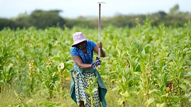 Zimbabwe smallholders take up tobacco as crop rebounds