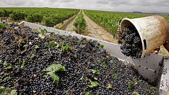 South Africa’s winegrowers working to stay one step ahead of warming planet