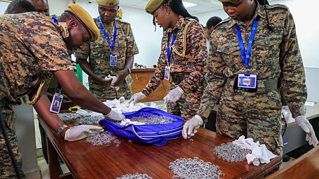 Kenya battles ant smuggling as giant harvester queens fetch hundreds of dollars