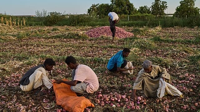 Middle East war increases threats faced by farmers in Sudan