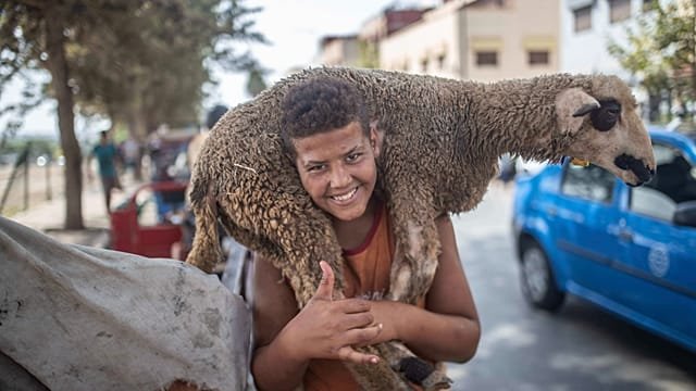 Morocco’s Eid livestock markets return to full strength as herd numbers recover
