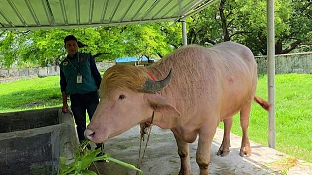 Viral ‘Donald Trump’ buffalo spared from Eid sacrifice and sent to zoo