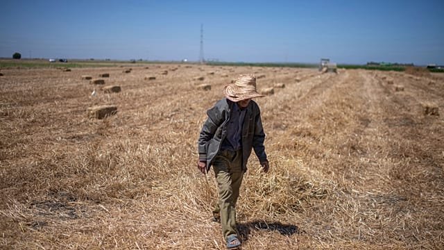 Morocco farmers saw hope in rain, but Mideast war inflates production costs