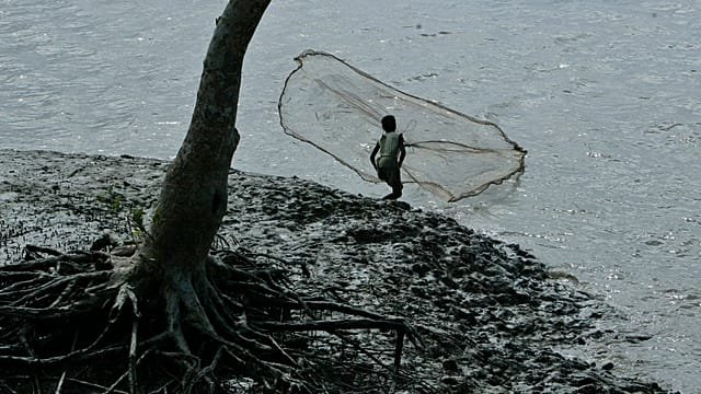 Mangrove loss threatens Sierra Leone’s oyster harvesters