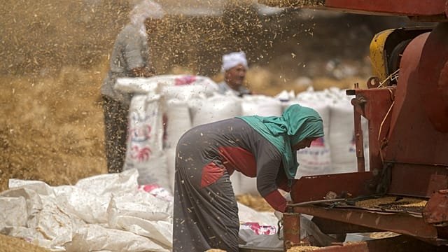 Egyptian farmers struggling to survive as Iran war pushes up costs