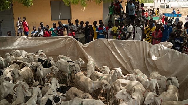 Senegal sheep prices surge ahead of Tabaski amid Mali crisis