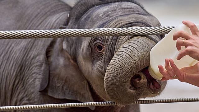 Nigeria: Rescued orphaned elephant highlights conservation fight