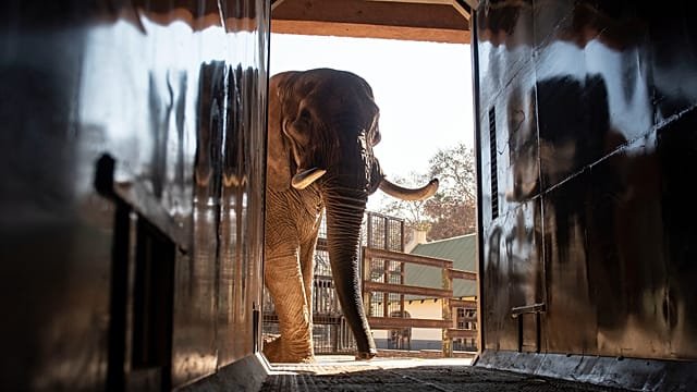 Campaigners demand sanctuary for Johannesburg Zoo elephants