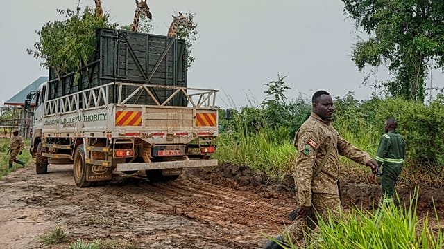 Ugandan wildlife authority relocates 12 endangered Nubian giraffes