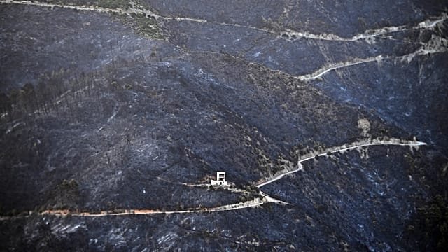 Six killed in Algeria forest fires: interior ministry