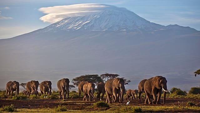 Kenya: Fifteen elephants found dead of suspected pesticide poisoning