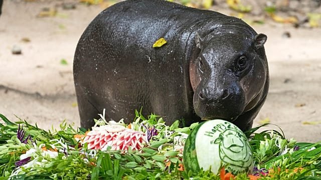Thai zoo celebrates famous pygmy hippo’s second birthday