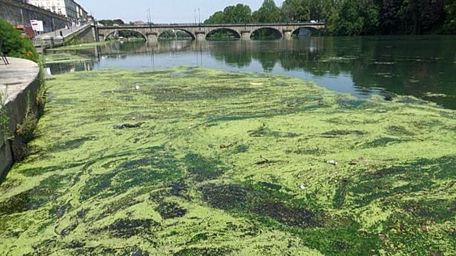 Po river choked by algae bloom as Italy battles heat and navigability woes