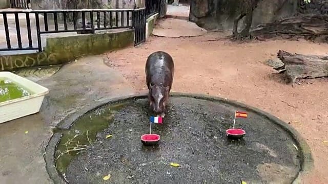 Pygmy hippo in Thailand predicts France vs England World Cup final