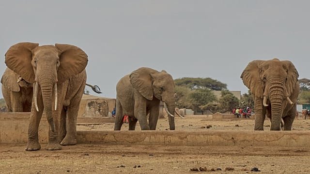 Four arrested as Elephant deaths in Kenya’s Amboseli ecosystem rise to 18