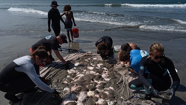 Soaring stingray numbers off California beaches drive record injuries