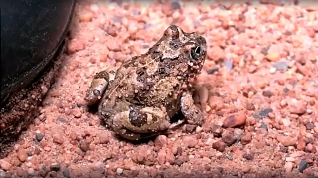 An endangered frog living in the middle of South Africa’s Cape Town