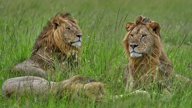 World Lion Day: Lions and communities face a growing struggle to coexist