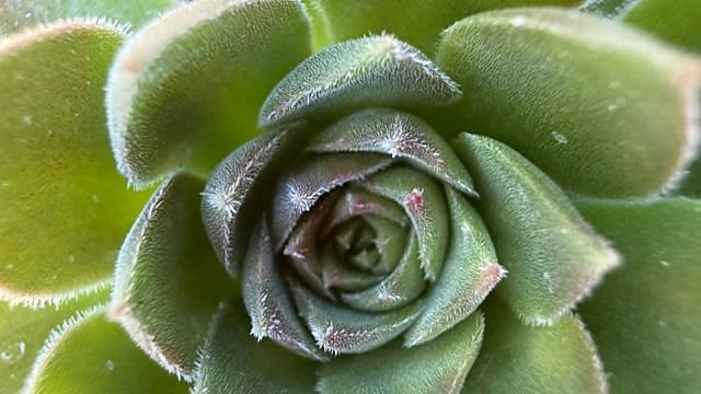 South Africa’s unique succulents under threat from poachers