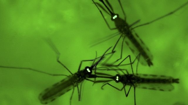 Invasive mosquito sparks malaria fears across Africa