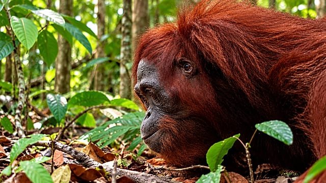 Indonesia: nine orangutans rescued from wildfires return to the forest